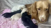 AKC Ollie-reviews, a male Miniature Dachshund for sale in West Liberty, KY – 8 of 10
