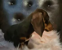 AKC Woody, a male Miniature Dachshund for sale in West Liberty, KY – Photo 2 of 7