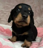 AKC-Dexter-Reviews, a male Miniature Dachshund for sale in Morehead, KY – 5 of 5