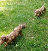 Princess, a female Miniature Dachshund for sale in West Liberty, KY – 7 of 7