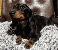 AKC-Jazzy-Reviews, a female Miniature Dachshund for sale in West Liberty, KY – 9 of 9