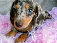 AKC Freckles-reviews, a female Miniature Dachshund for sale in West Liberty, KY – 6 of 8