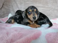AKC-Jazzy-Reviews, a female Miniature Dachshund for sale in West Liberty, KY – 6 of 9
