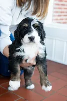 Bella, a female Bernedoodle for sale in Dalton, GA – Photo 3 of 3