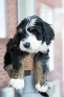 Bella, a female Bernedoodle for sale in Dalton, GA – Photo 2 of 3