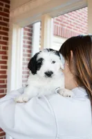 Gus, a male Sheepadoodle for sale in Dalton, GA – Photo 2 of 2