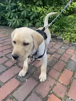 Puppy male, a male Labrador Retriever for sale in Lexington, MA – Photo 7 of 10