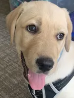 Puppy male, a male Labrador Retriever for sale in Lexington, MA – Photo 9 of 10