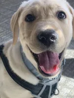 Puppy male, a male Labrador Retriever for sale in Lexington, MA – Photo 6 of 10