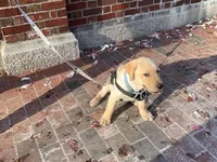 Puppy male, a male Labrador Retriever for sale in Lexington, MA – Photo 4 of 10