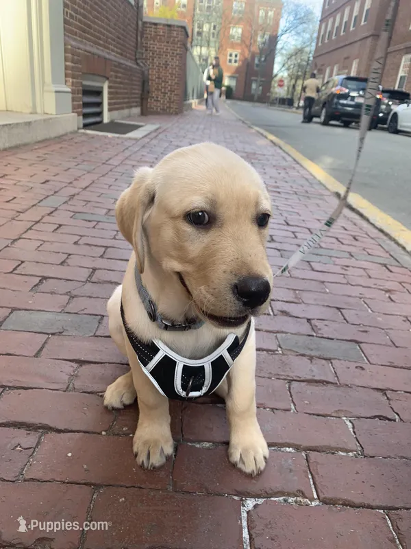 Puppy male – Labrador Retriever puppy for sale in Lexington, MA