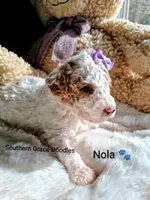 Nola, a female Miniature Goldendoodle for sale in Gastonia, NC – Photo 6 of 10