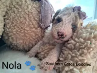 Nola, a female Miniature Goldendoodle for sale in Gastonia, NC – Photo 10 of 10