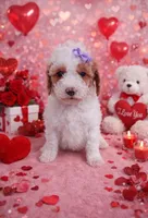 Nola, a female Miniature Goldendoodle for sale in Gastonia, NC – Photo 1 of 10