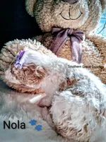 Nola, a female Miniature Goldendoodle for sale in Gastonia, NC – Photo 8 of 10