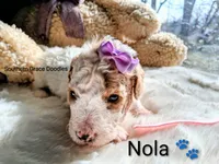 Nola, a female Miniature Goldendoodle for sale in Gastonia, NC – Photo 7 of 10