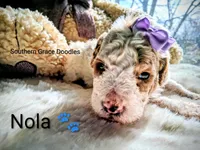 Nola, a female Miniature Goldendoodle for sale in Gastonia, NC – Photo 5 of 10