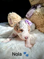 Nola, a female Miniature Goldendoodle for sale in Gastonia, NC – Photo 2 of 10