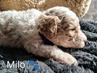 processed/cbc11619-a89a-4962-a57c-a1999864dcf9/listing/e1414dd9-c63e-43e6-b5ee-26a63a639160/06b8eb1c-cd44-4edf-a83f-59fd46a3e325