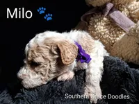 processed/cbc11619-a89a-4962-a57c-a1999864dcf9/listing/e1414dd9-c63e-43e6-b5ee-26a63a639160/170889e3-00aa-4436-bcb5-ae9d06dc3e58