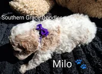 processed/cbc11619-a89a-4962-a57c-a1999864dcf9/listing/e1414dd9-c63e-43e6-b5ee-26a63a639160/540bdbc0-5445-4fb1-869b-8c7b8469f759