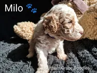 processed/cbc11619-a89a-4962-a57c-a1999864dcf9/listing/e1414dd9-c63e-43e6-b5ee-26a63a639160/9aae90a2-da7c-428a-b00f-343f8ef62f9a