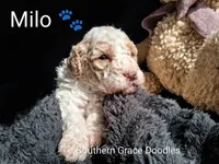 processed/cbc11619-a89a-4962-a57c-a1999864dcf9/listing/e1414dd9-c63e-43e6-b5ee-26a63a639160/b684fbb9-ed25-44f7-9db4-44ec7b0cec96