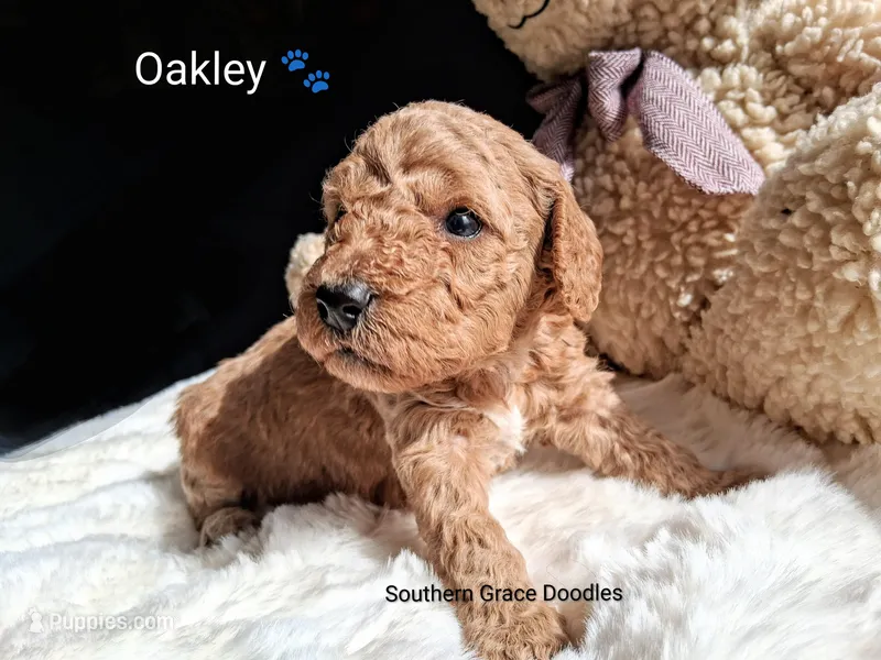 Oakley