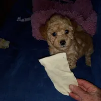 Julio 2, a male Maltipoo for sale in Jefferson City, MO – 5 of 7