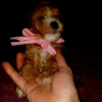 Julia, a female Maltipoo for sale in Jefferson City, MO – 2 of 4