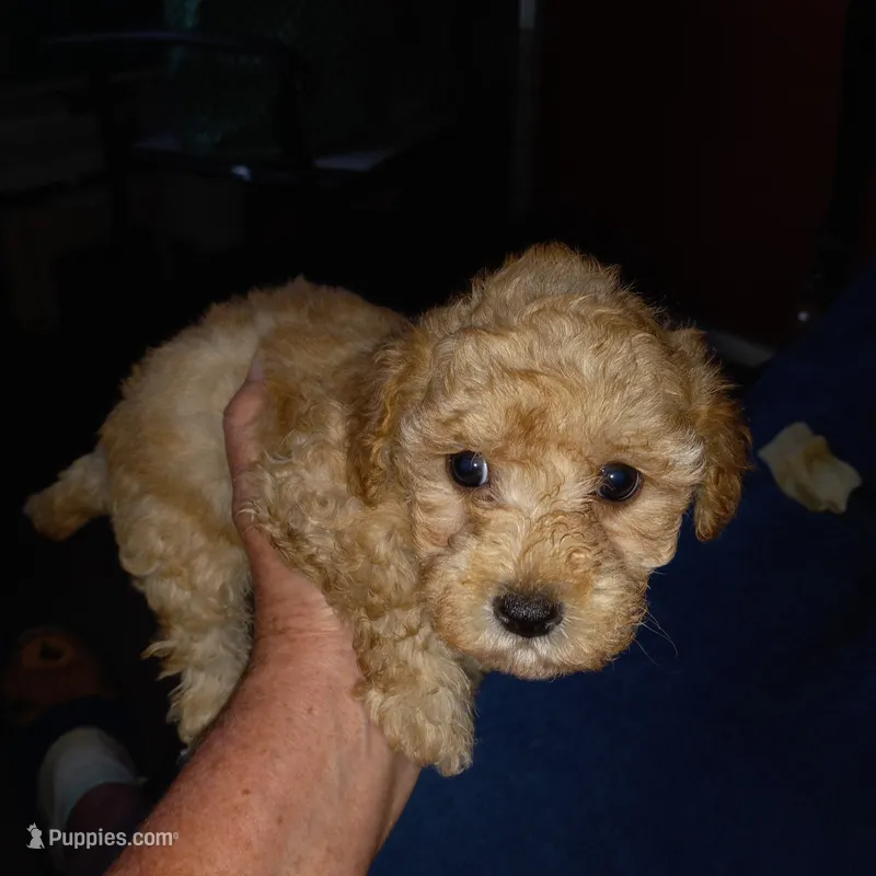 Julio 2 – Maltipoo puppy for sale in Jefferson City, MO