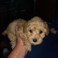 Julio 2, a male Maltipoo for sale in Jefferson City, MO – 1 of 7