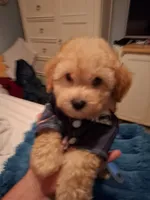 Good looking , a male Maltipoo for sale in Jefferson City, MO – 2 of 3