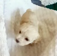 Milky, a male Maltipoo for sale in Jefferson City, MO – Photo 3 of 5