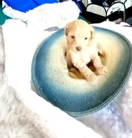 Milky, a male Maltipoo for sale in Jefferson City, MO – Photo 4 of 5