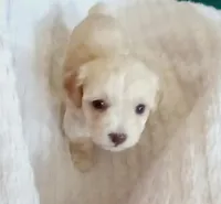 Milky, a male Maltipoo for sale in Jefferson City, MO – Photo 2 of 5