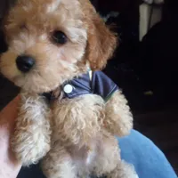 Arturo, a male Maltipoo for sale in Jefferson City, MO – 4 of 5