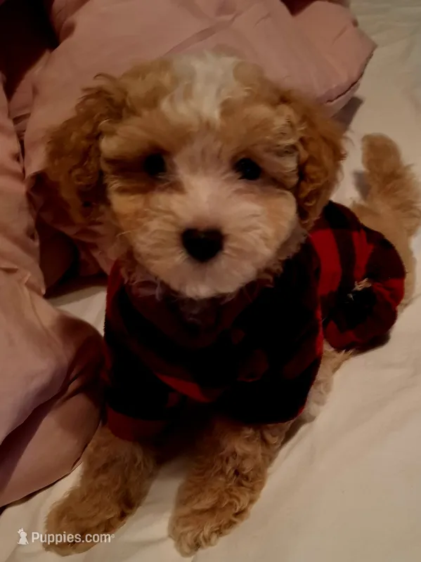 Little Osito – Maltipoo puppy for sale in Jefferson City, MO