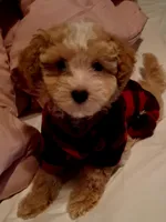 Little Osito, a male Maltipoo for sale in Jefferson City, MO – 3 of 8