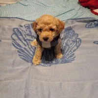 Ginger, a male Maltipoo for sale in Jefferson City, MO – Photo 1 of 2