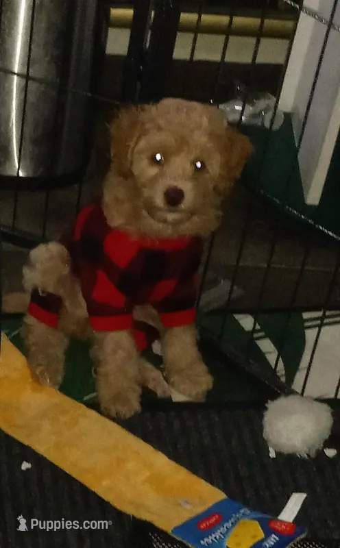 Ginger – Maltipoo puppy for sale in Jefferson City, MO