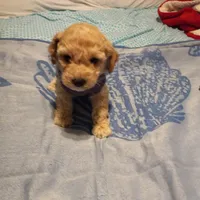 Ginger, a male Maltipoo for sale in Jefferson City, MO – Photo 2 of 2