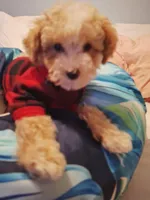 Little Osito, a male Maltipoo for sale in Jefferson City, MO – 8 of 8