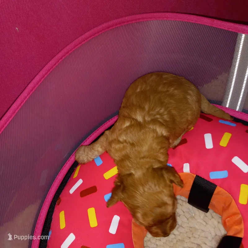 Julio – Maltipoo puppy for sale in Jefferson City, MO