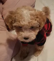 Little Osito, a male Maltipoo for sale in Jefferson City, MO – 7 of 8