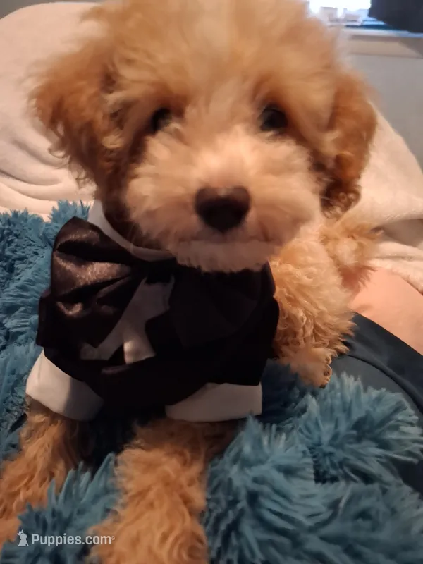 Little Osito – Maltipoo puppy for sale in Jefferson City, MO