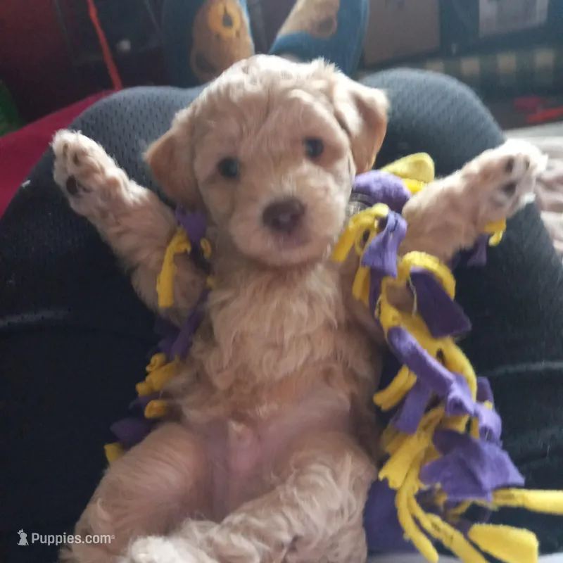 Guapito  – Maltipoo puppy for sale in Jefferson City, MO