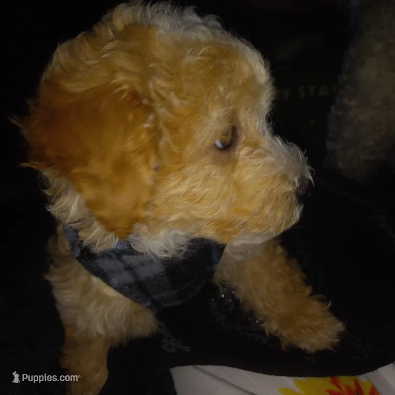 Guapito  – Maltipoo puppy for sale in Jefferson City, MO