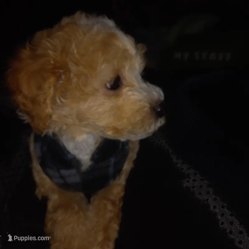 Guapito  – Maltipoo puppy for sale in Jefferson City, MO