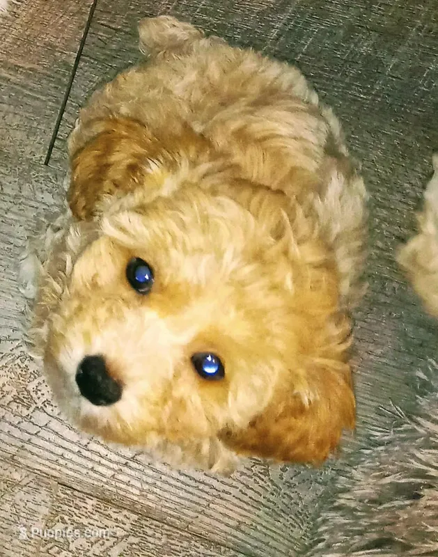 Guapito  – Maltipoo puppy for sale in Jefferson City, MO